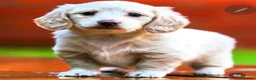 Miniature Dachshund dogs for sale: KC registered cream longhair miniature dachshund  - Advert 18