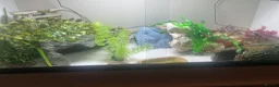 Leopard Gecko reptiles for sale: 120 gallon exo terror tank leopard gecko in Manchester - Advert 3