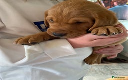 Labrador Retriever dogs for sale: Labradore puppies for sale  in Warwick - Image 8