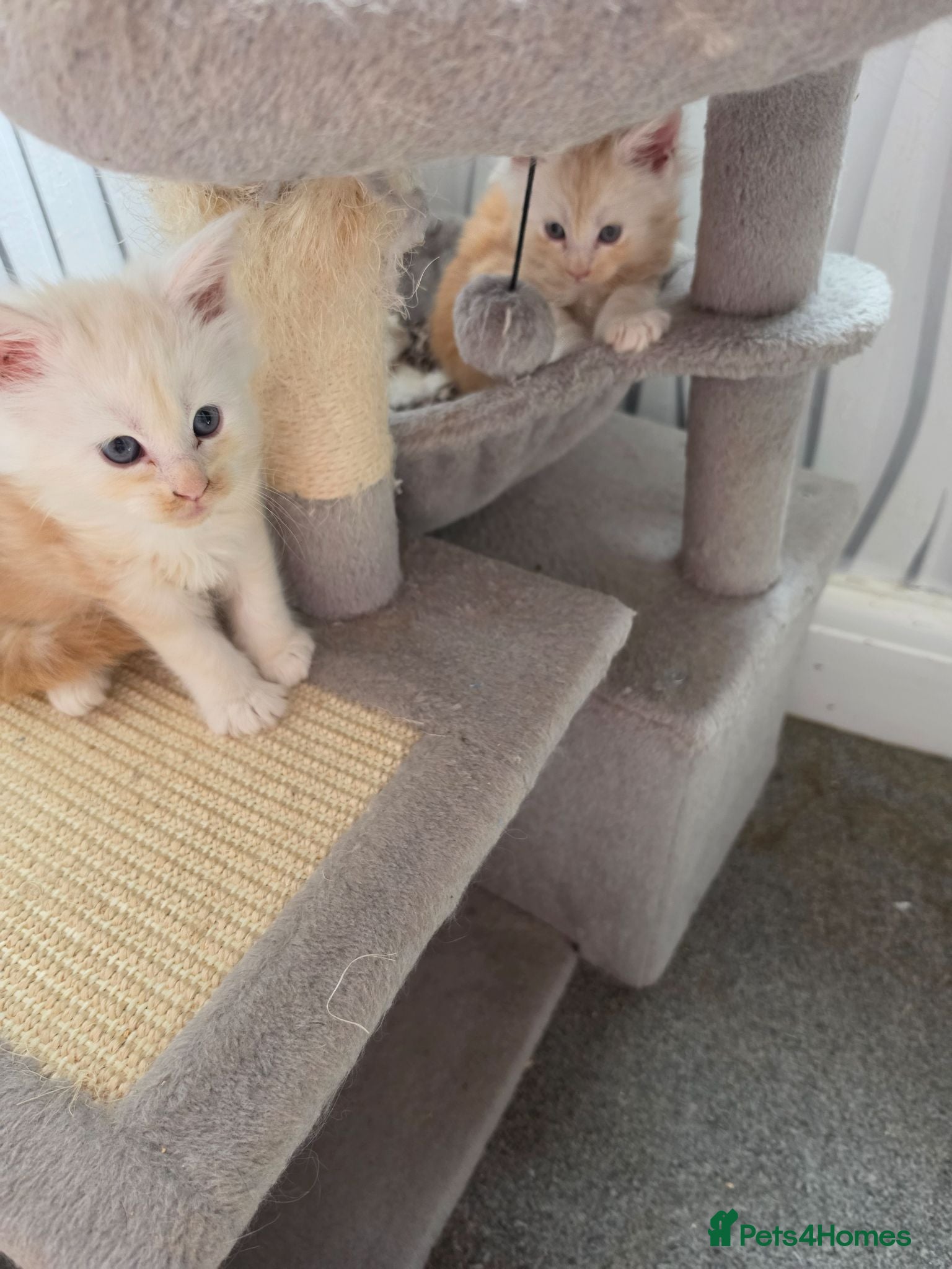 Maine Coon cats PEDIGREE MAINE COON KITTENS  - Advert 18