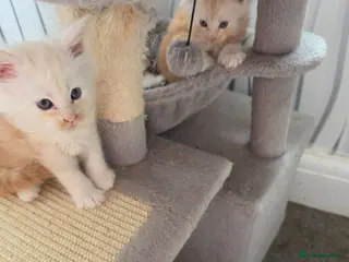 Maine Coon cats PEDIGREE MAINE COON KITTENS - Advert 4