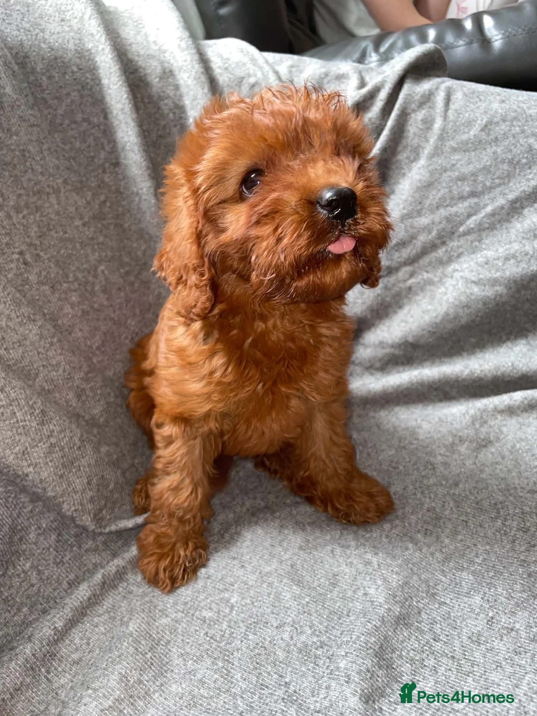 Cavapoo dogs for sale: Beautiful Cavapoo girl  in Milton Keynes - Advert 1