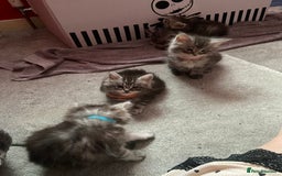 Maine Coon cats for sale: Ready Now Maine Coon kittens - Image 32