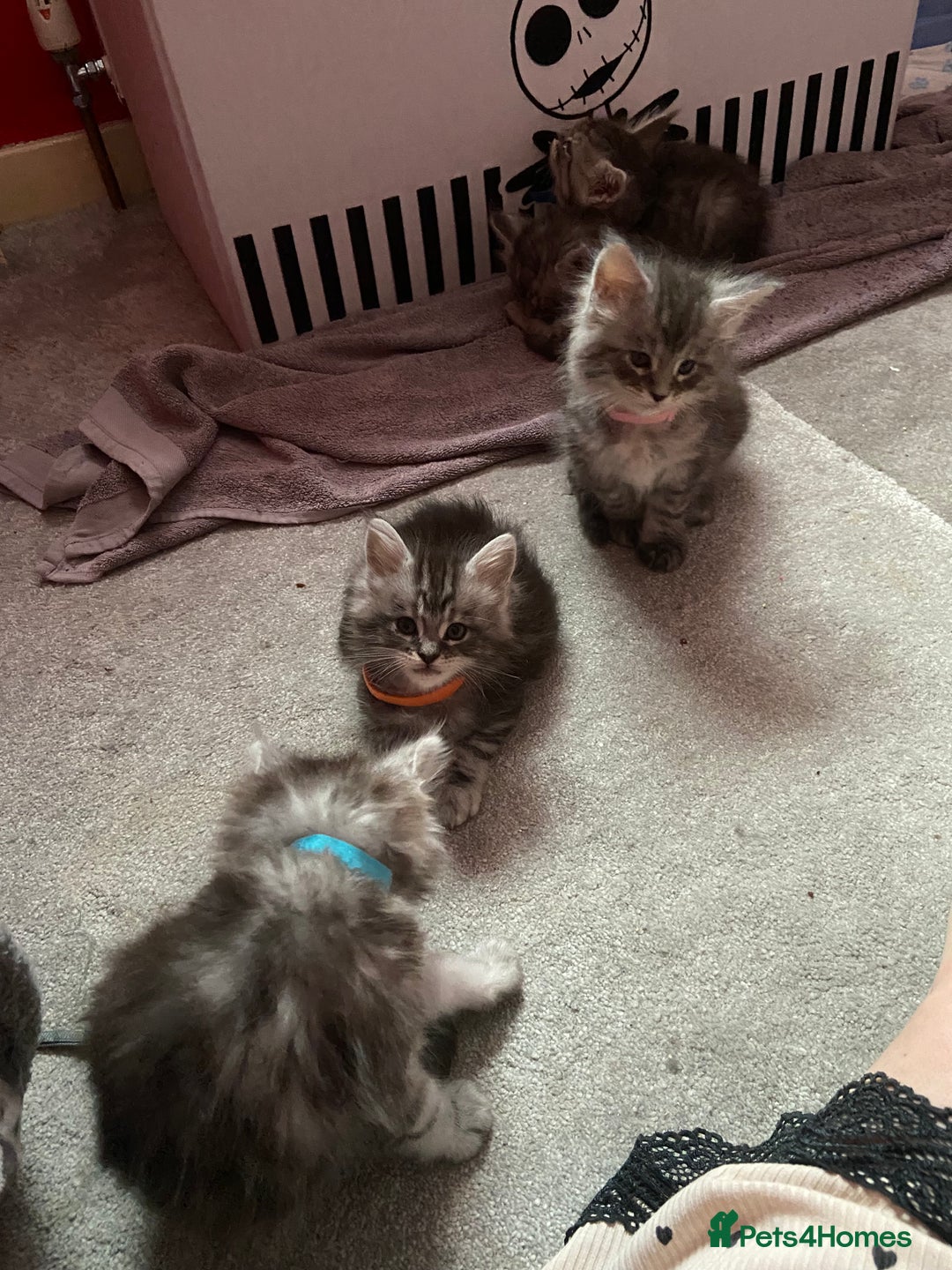 Maine Coon cats for sale: Ready Now Maine Coon kittens - Image 32
