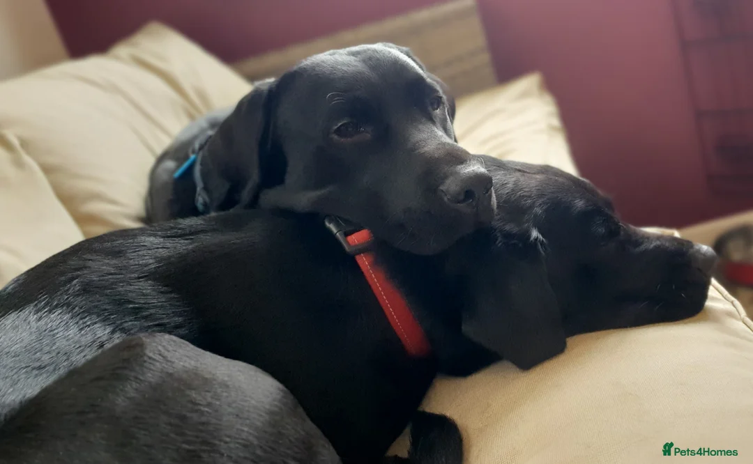 Labrador Retriever dogs for stud: Labrador KC registered for stud 2 years old Black - Advert 7
