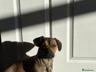 Mixed Breed dogs Female pup - Advert 1