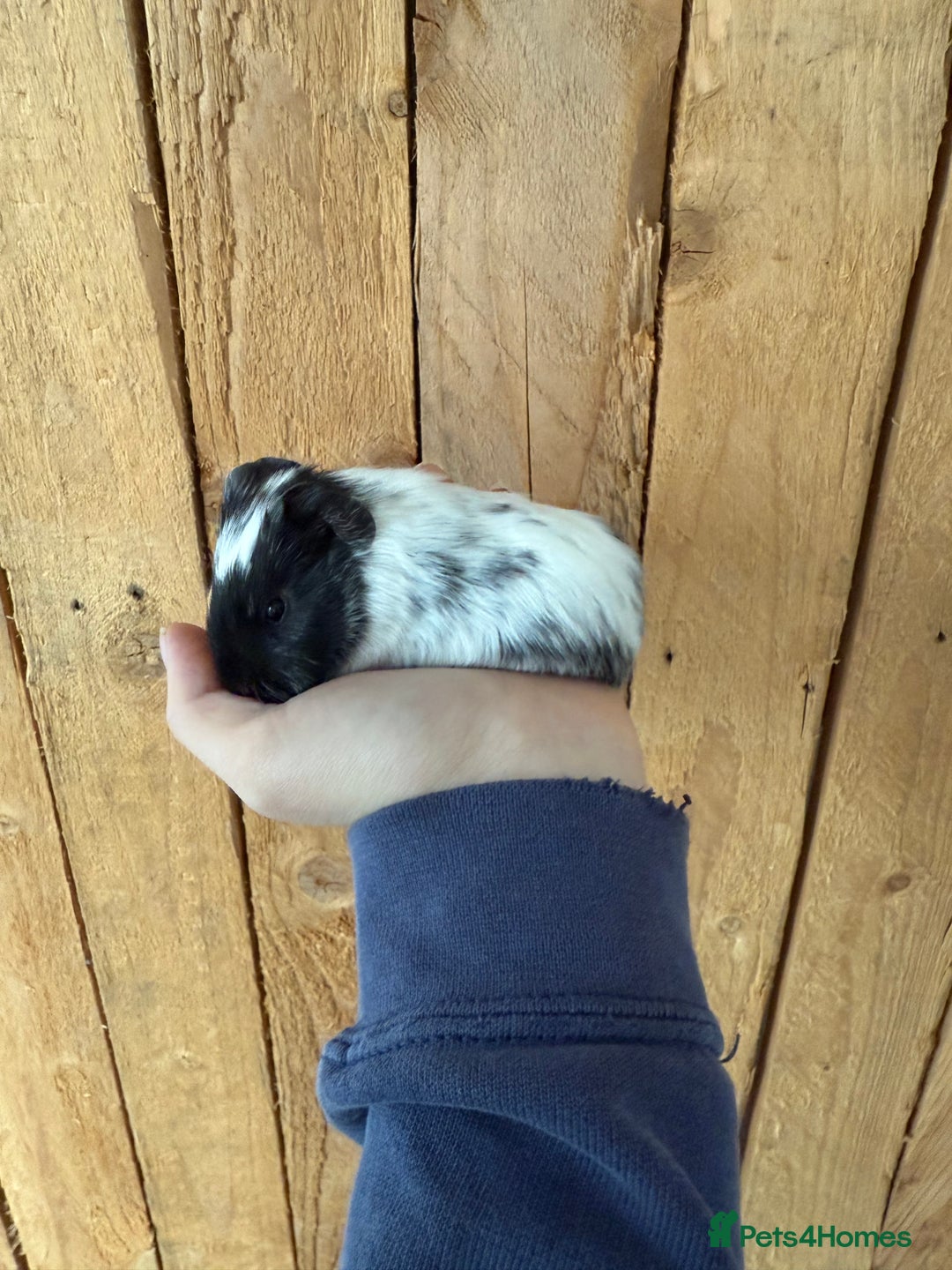 Guinea Pig rodents for sale: Beautiful guinea pig babies - Advert 1