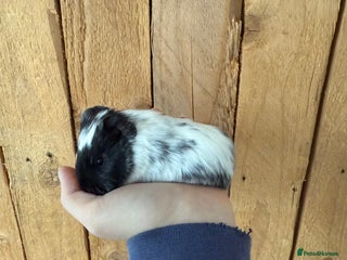 Guinea Pig rodents Beautiful guinea pig babies - Advert 3
