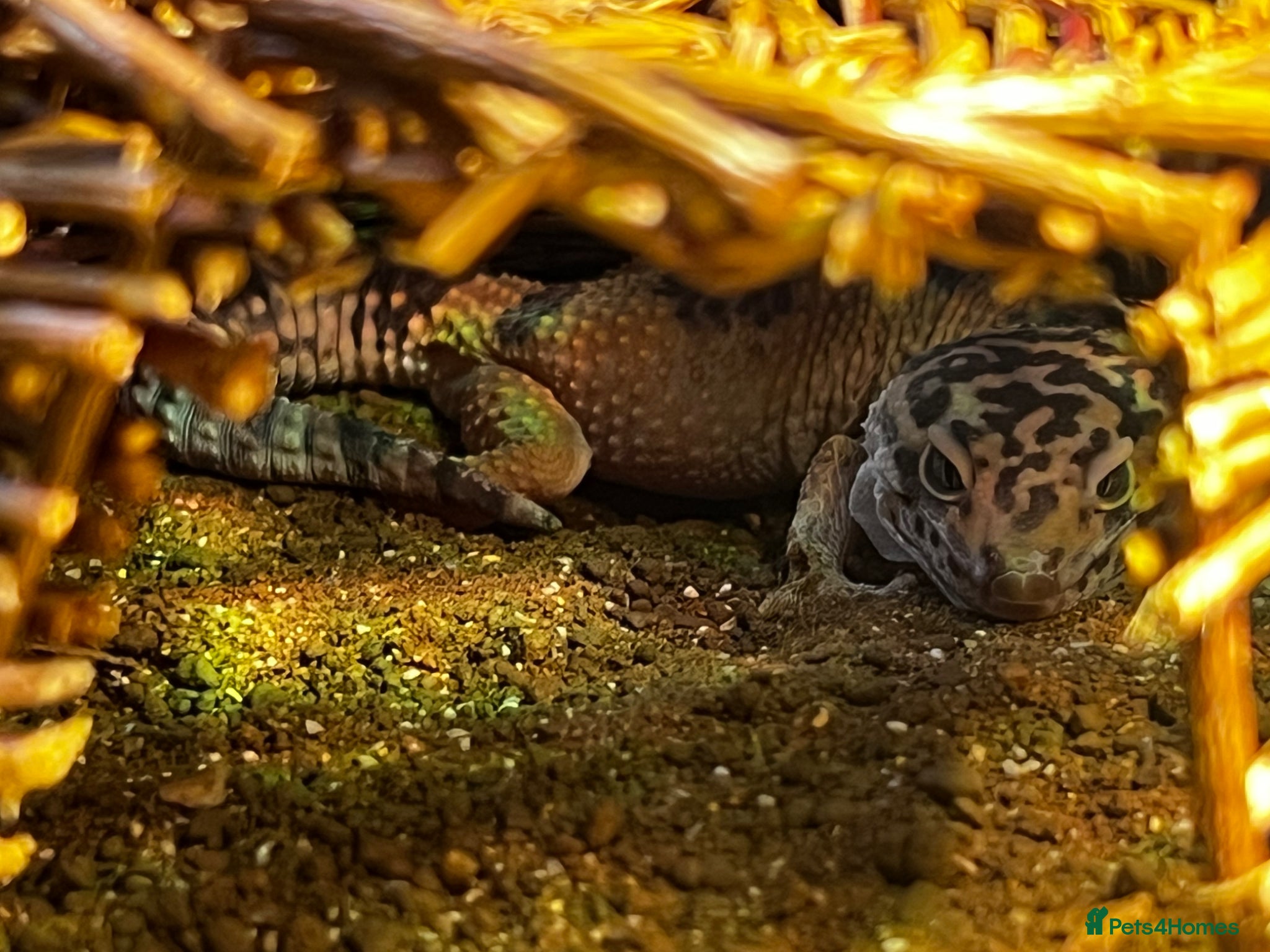 Leopard Gecko reptiles Leopard Gecko + Vivarium Set Up - Advert 1