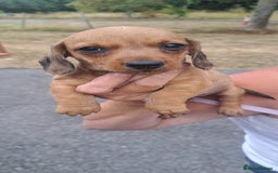 Dachshund dogs for sale: 3 miniature dachshund puppies  - Image 10