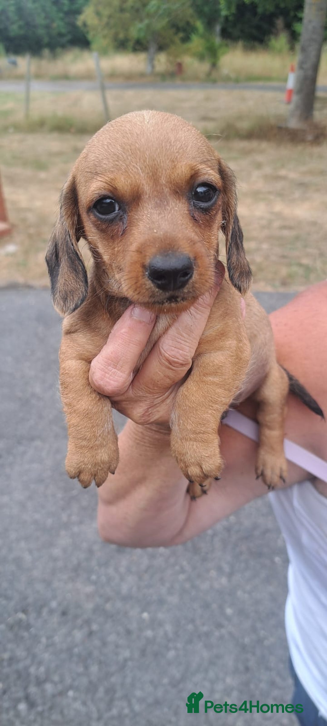 Dachshund dogs for sale: 3 miniature dachshund puppies  - Image 10