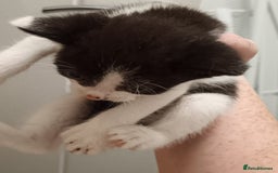 Mixed Breed cats for sale: 5 kittens  - Image 4