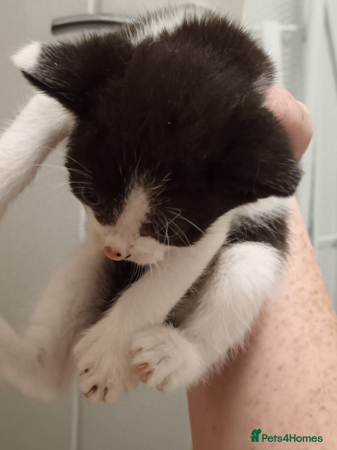 Mixed Breed cats for sale: 5 kittens  - Image 4