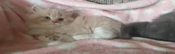 British Longhair cats for sale: Beautiful long haired kittens - Advert 16