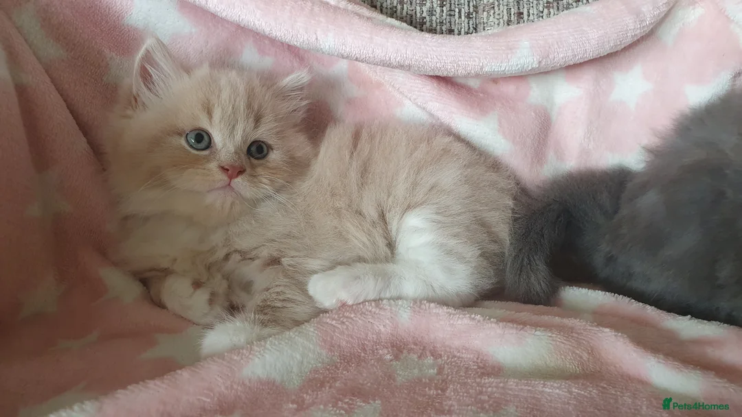 British Longhair cats for sale: Beautiful long haired kittens - Advert 16