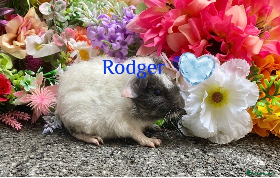 Guinea Pig rodents Pedigree Lunkarya/Blue/ Dalmation Guinea pigs  - Advert 2