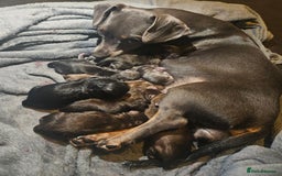 Mixed Breed dogs for sale: 9 beautiful dachshund cross poms - Image 30