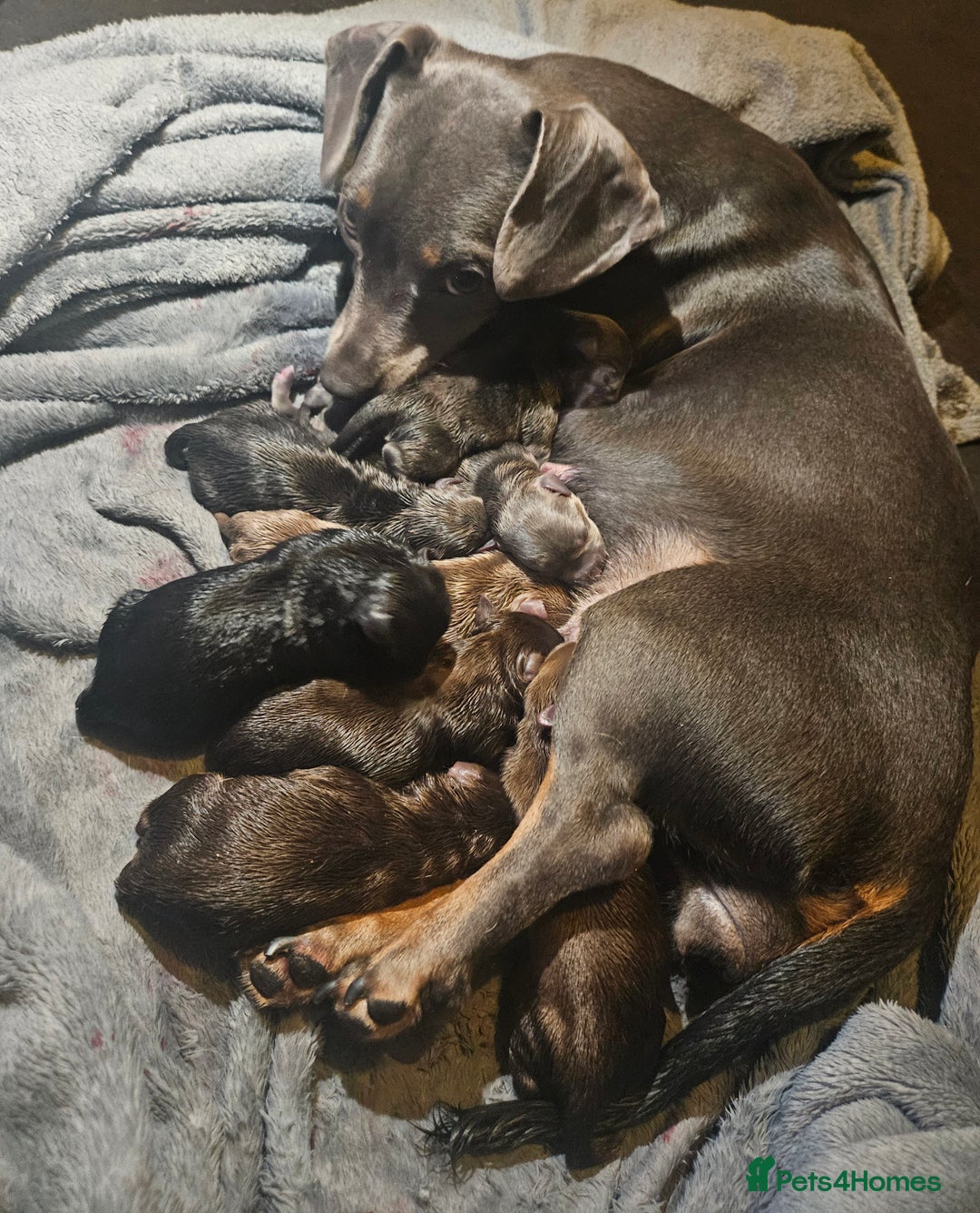 Mixed Breed dogs for sale: 9 beautiful dachshund cross poms - Image 30