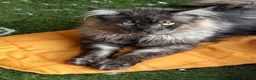 Maine Coon cats for stud: TICA registered Black Smoke stud  - Advert 3