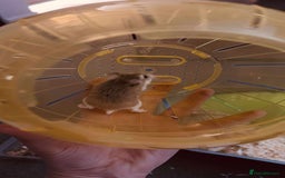 Hamster rodents for sale: asap small hamster - Image 6