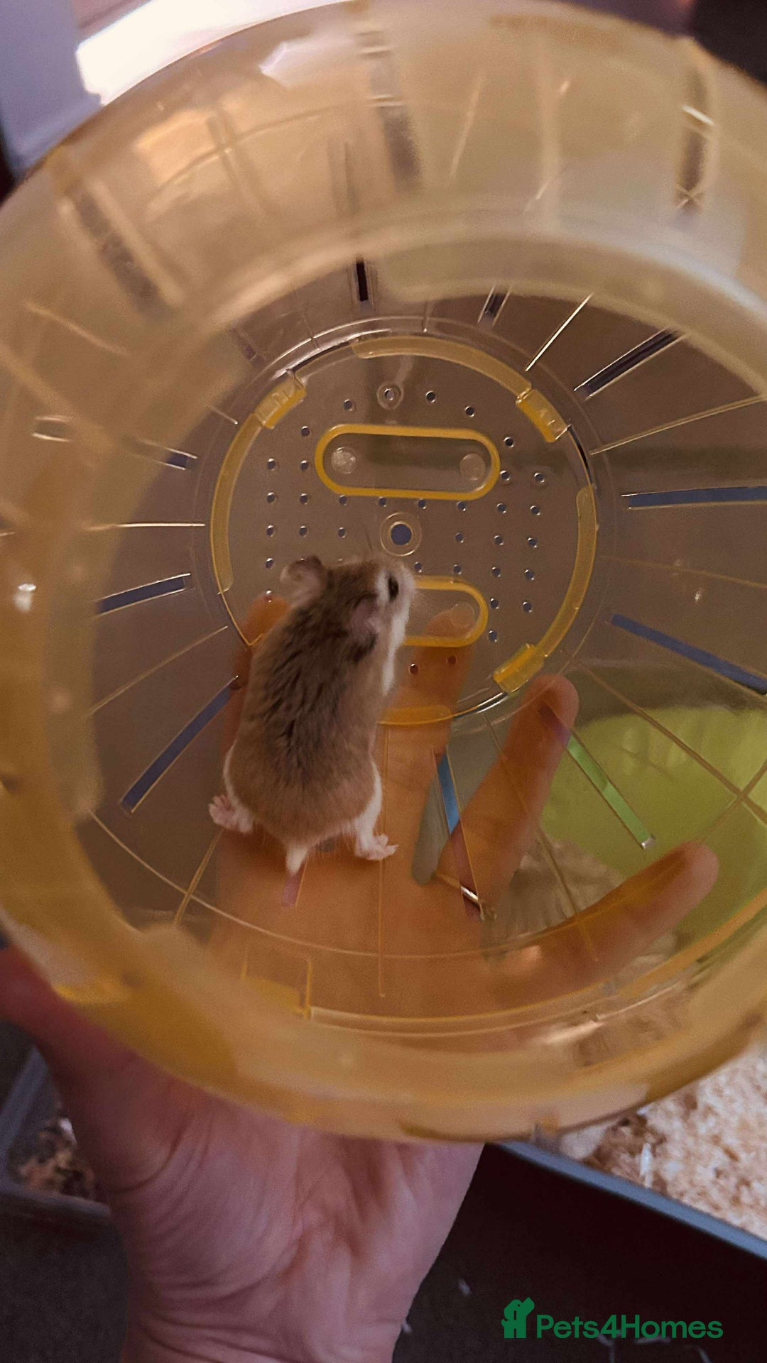 Hamster rodents for sale: asap small hamster - Image 6
