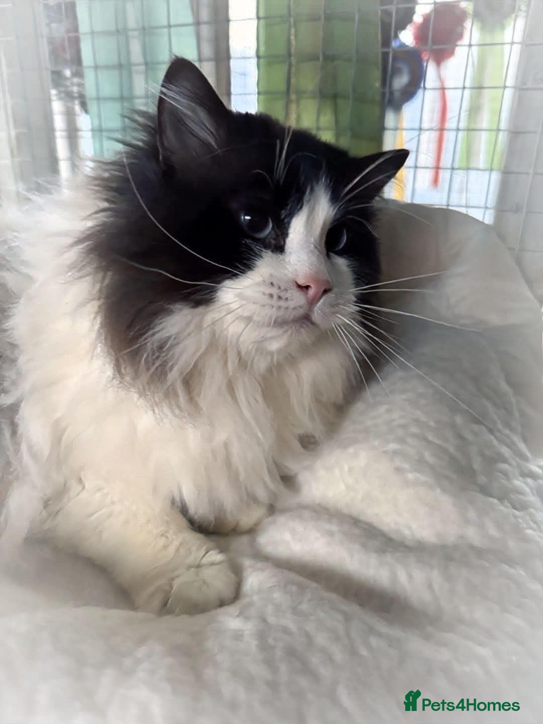 Ragdoll cats for sale: Precious GOOF Registered Ragdoll Kittens - 2 Girls - Advert 13