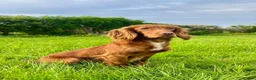 Cocker Spaniel dogs for sale: KC HEALTH TESTED COCKER SPANIEL  - Advert 5