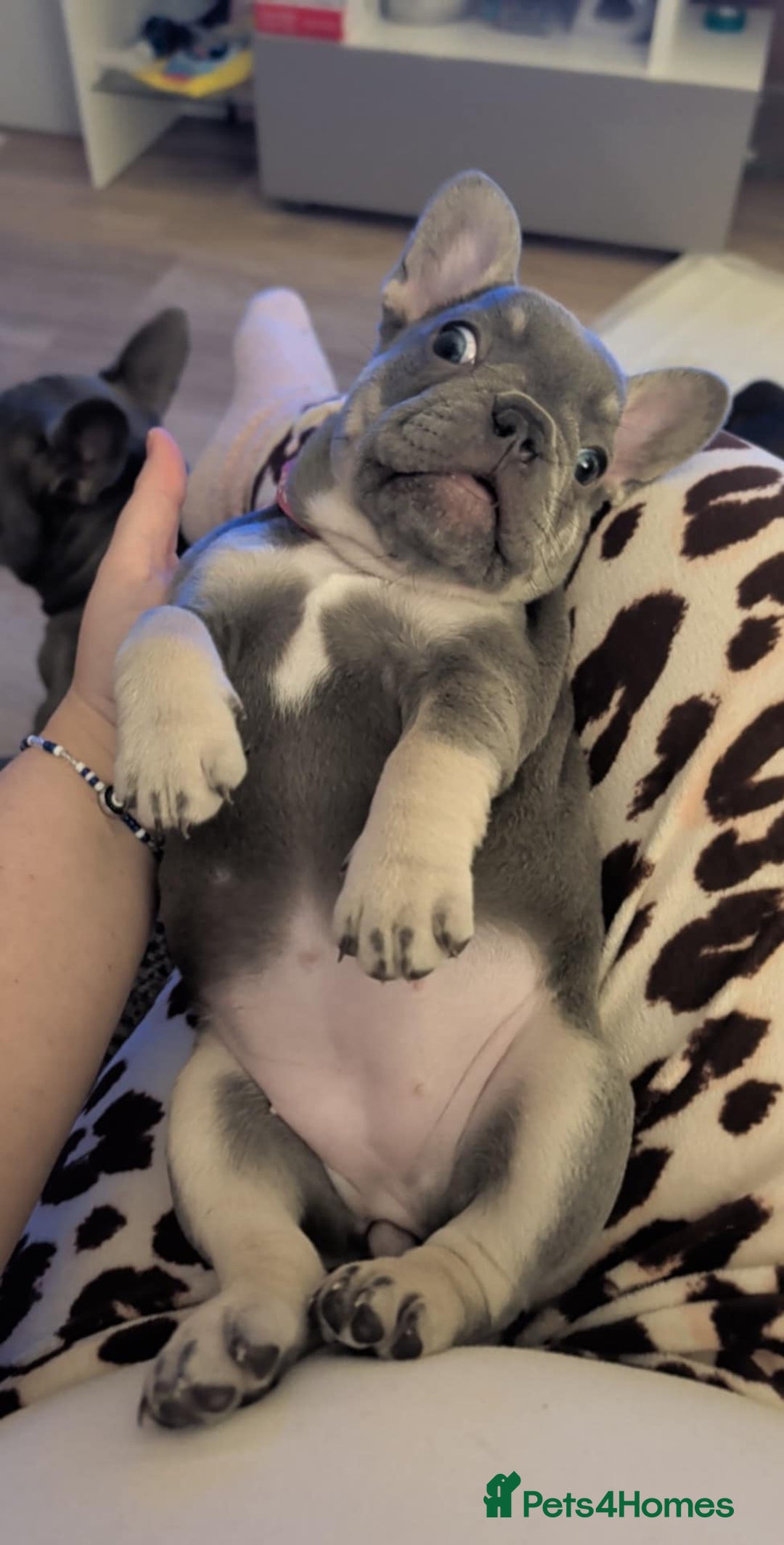 French Bulldog dogs for sale: Stunning french bulldog puppy's  - Advert 2
