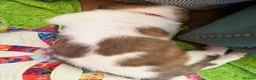Saint Bernard dogs for sale: Exceptional St Bernard Puppies - Advert 14