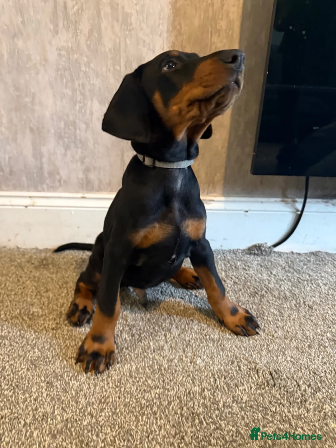 Dobermann dogs for sale: Dobermans for sale - Advert 1