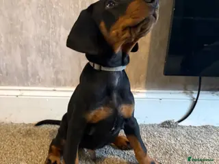 Dobermann dogs Dobermans for sale - Advert 4
