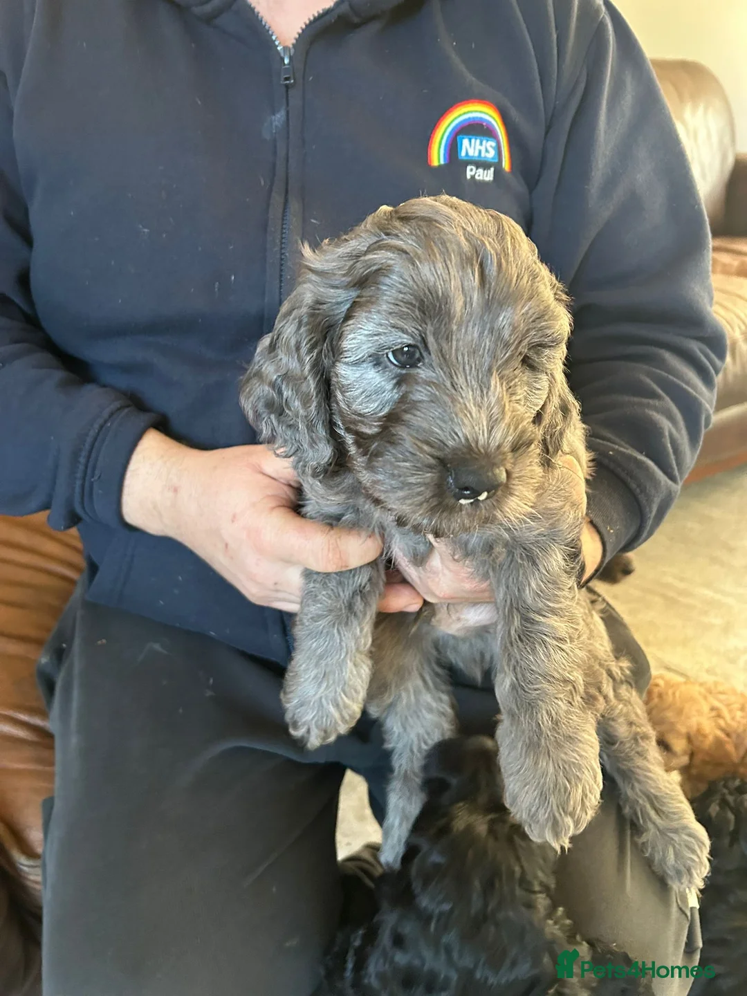 Cockapoo dogs for sale: Cockerpoo / cockapoo - Advert 1