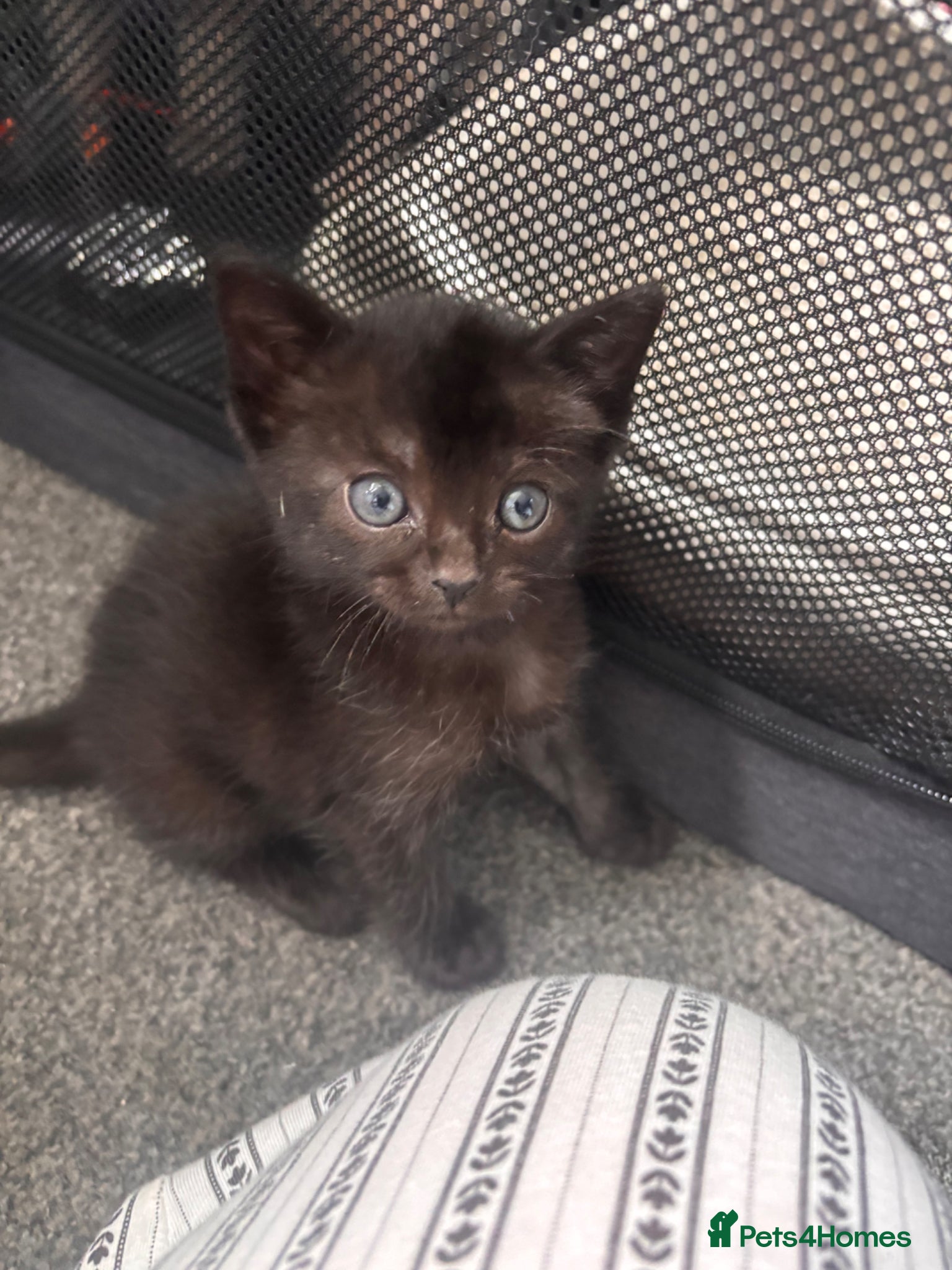 Mixed Breed cats for sale: Male kittens - Advert 13