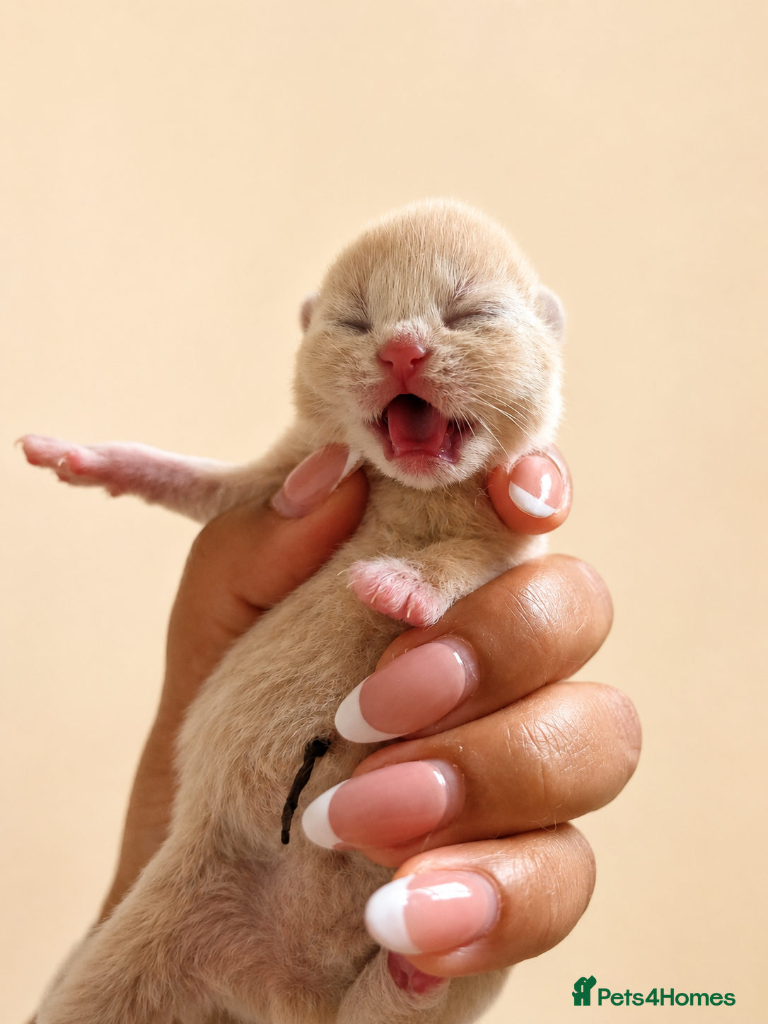 British Shorthair cats Exceptional quality British Shorthair kittens  - Advert 4
