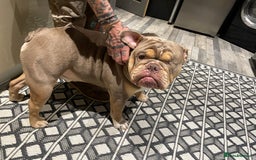 English Bulldog dogs for sale: Lilac & Tan English Bulldog 3 Yr Old MALE - Image 10