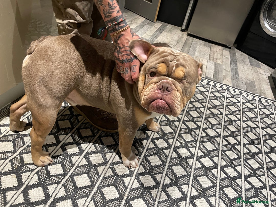 English Bulldog dogs for sale: Lilac & Tan English Bulldog 3 Yr Old MALE - Image 10