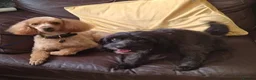 Cavapoo dogs for sale: Stunningly gorgeous Cavapoo puppies for sale  - Advert 9