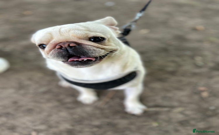 Pug dogs - Advert 2