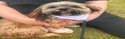 Lhasa Apso dogs for stud: Kc reg Lhasa apso for stud  in York - Advert 5