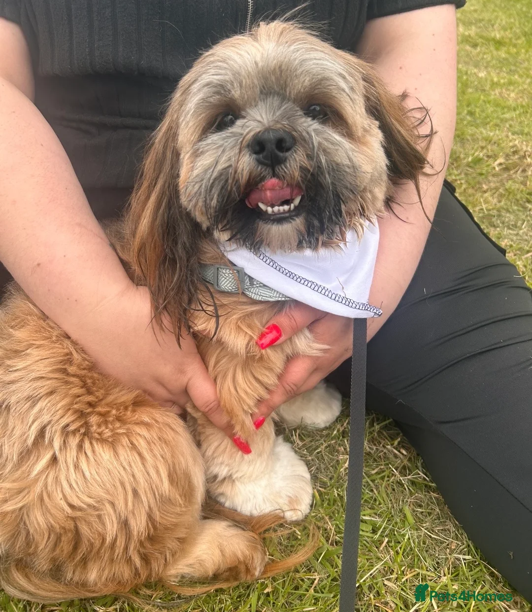 Lhasa Apso dogs for stud: Kc reg Lhasa apso for stud  in York - Advert 5