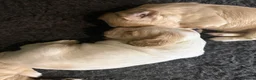 Cocker Spaniel dogs for sale: KC Registered Cocker Spaniel Health Tested puppie - Advert 10