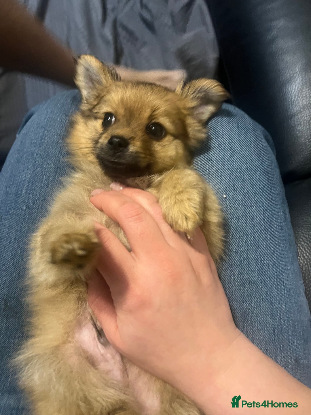 Mixed Breed dogs for sale: 2male pomranian puppies  - Image 2