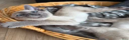 Siamese cats for sale: All reserved -Pedigree GCCF Registered - Advert 8