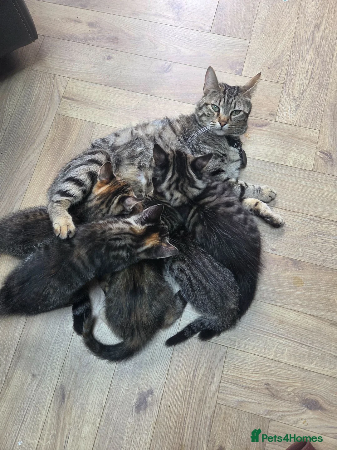Mixed Breed cats for sale: 🐾 Beautiful Tabby Kittens Ready to Melt You Heart - Advert 1