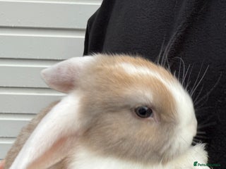 Mini Lop rabbits Pure Bred Mini Lop Babies - Ready Now - Advert 8