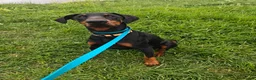 Dobermann dogs for sale: Stunning male dobermann  - Advert 15