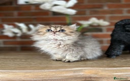 Persian cats for sale: Persian Chinchilla kittens - Image 8
