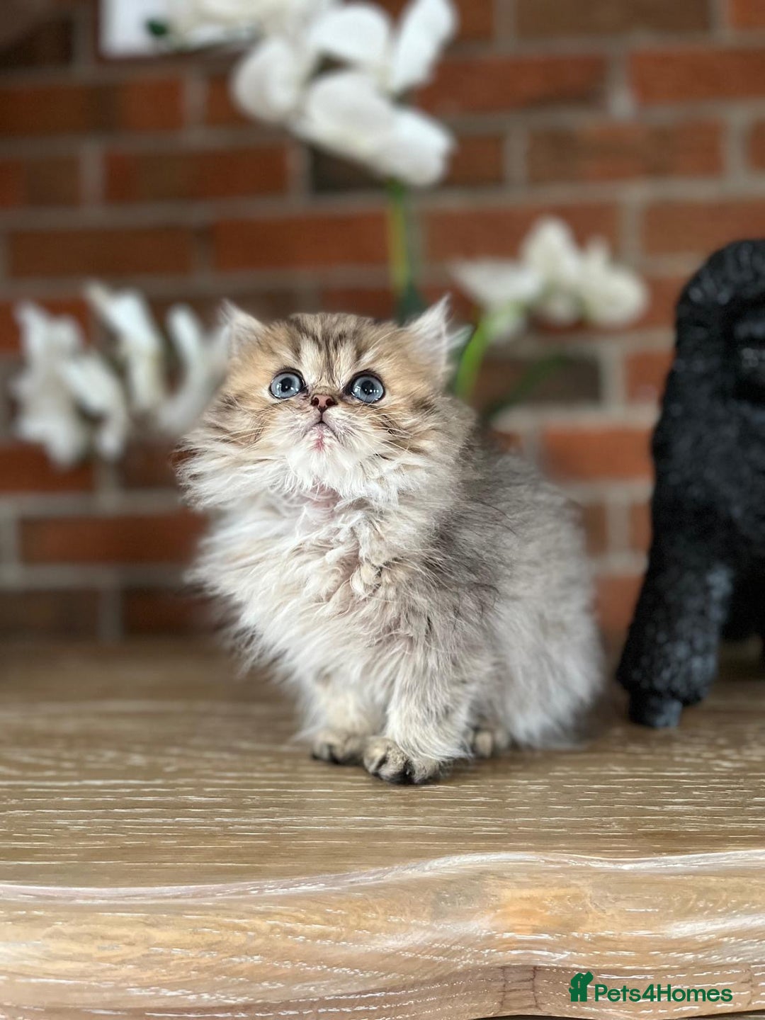 Persian cats for sale: Persian Chinchilla kittens - Image 8