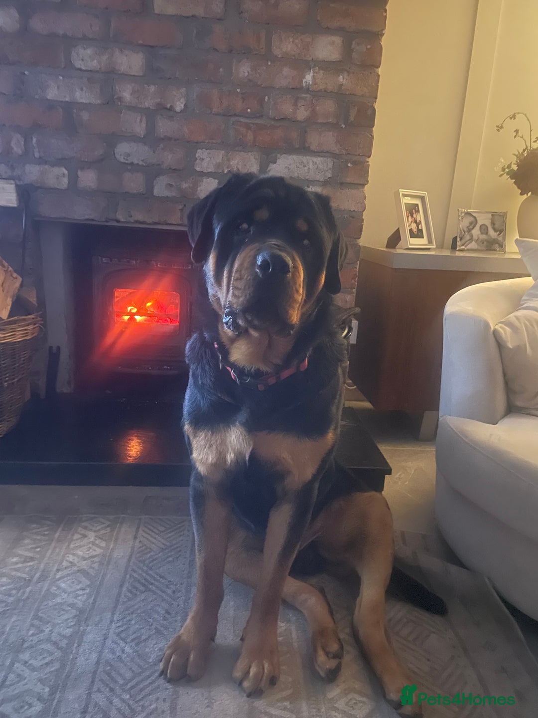 Rottweiler dogs for stud: Rottweiler - Advert 10