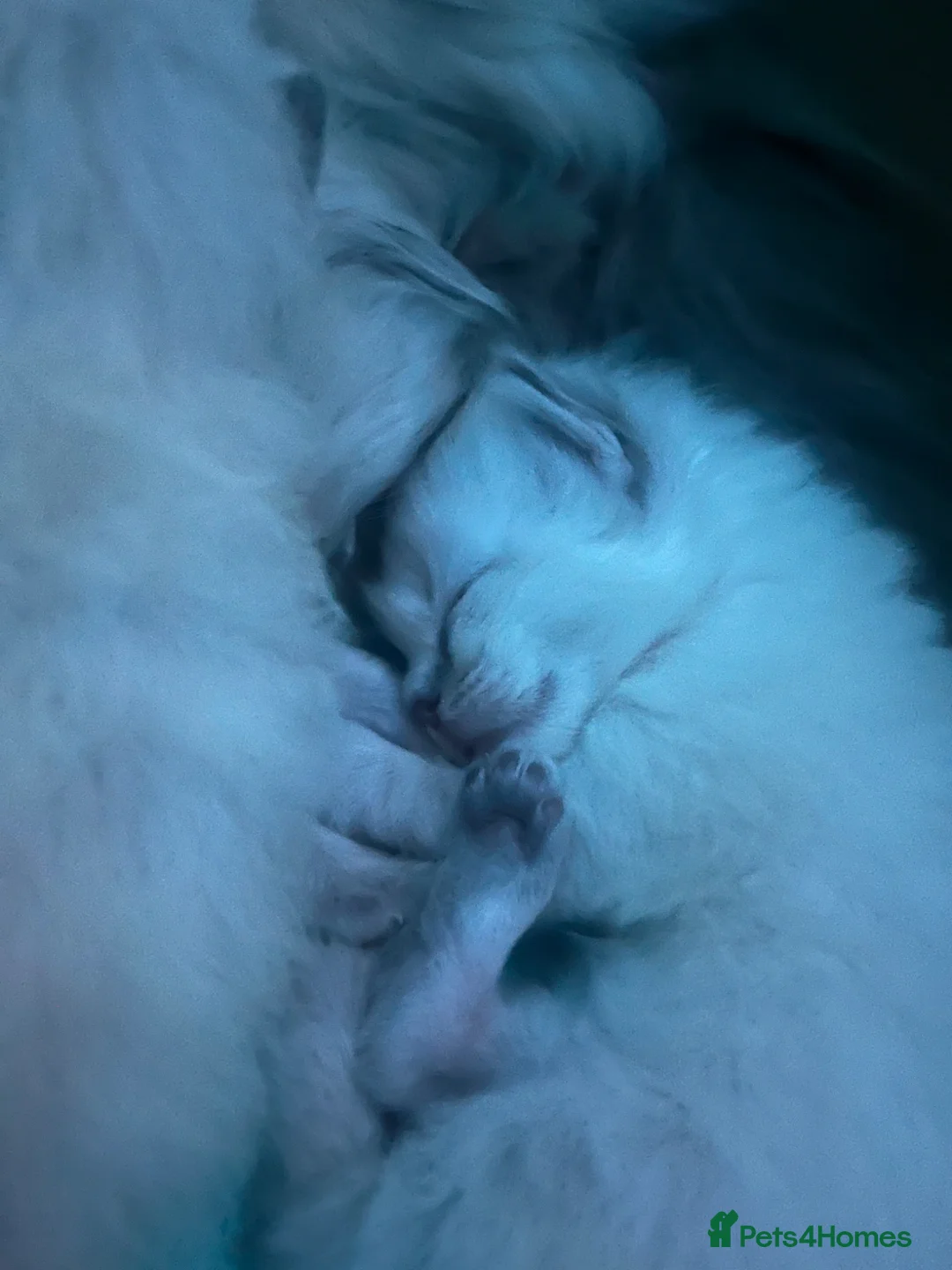 Ragdoll cats for sale: 😻💕 Female pure bred Ragdolls 💕😻 - Advert 1